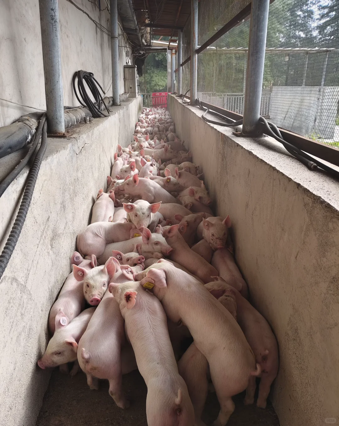 为什么越来越多年轻人选择去养猪！