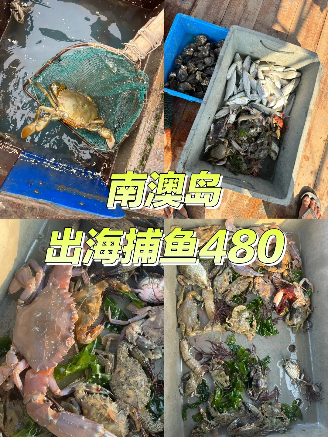🌟50块钱在南澳岛能干嘛？出海捕鱼呀，超
