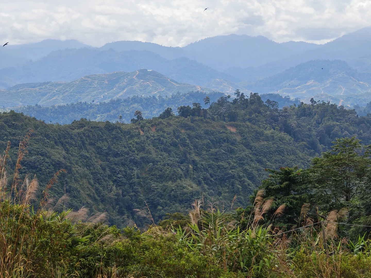 🇲🇾Kelantan Gua Musang 农业地寻找投