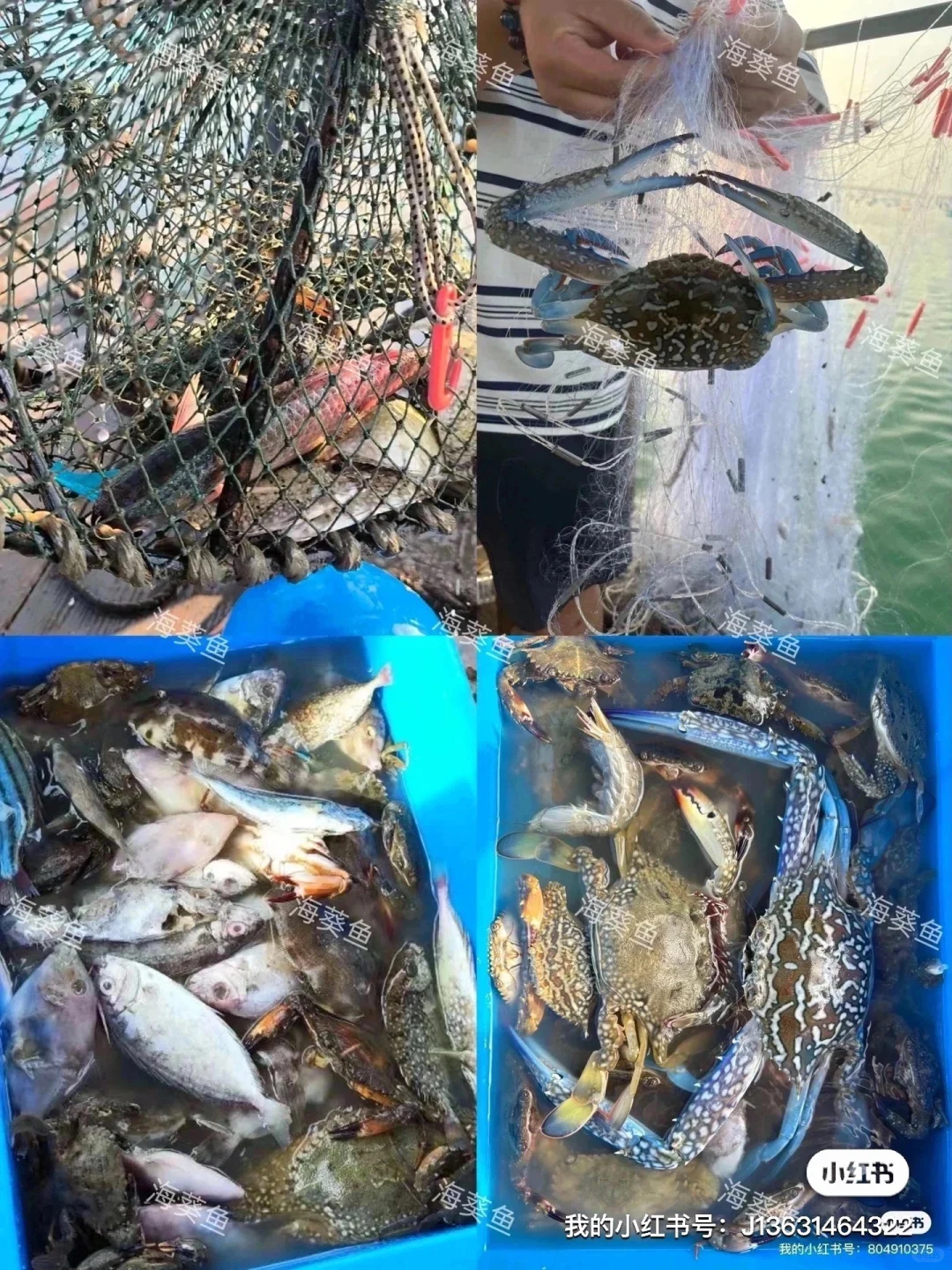 🌟50块钱在南澳岛能干嘛？出海捕鱼呀，超