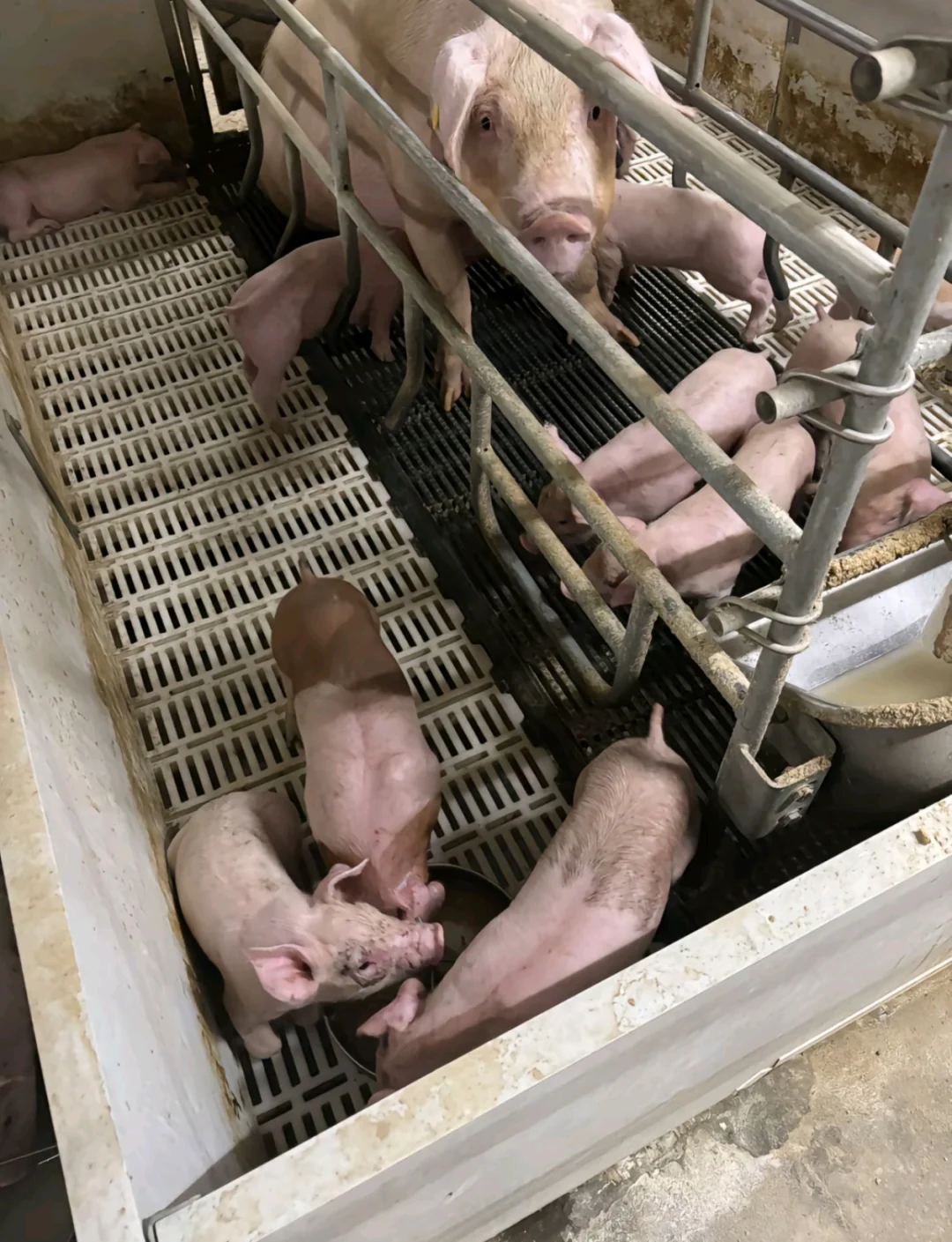 女孩子进猪场适合干什么岗位？