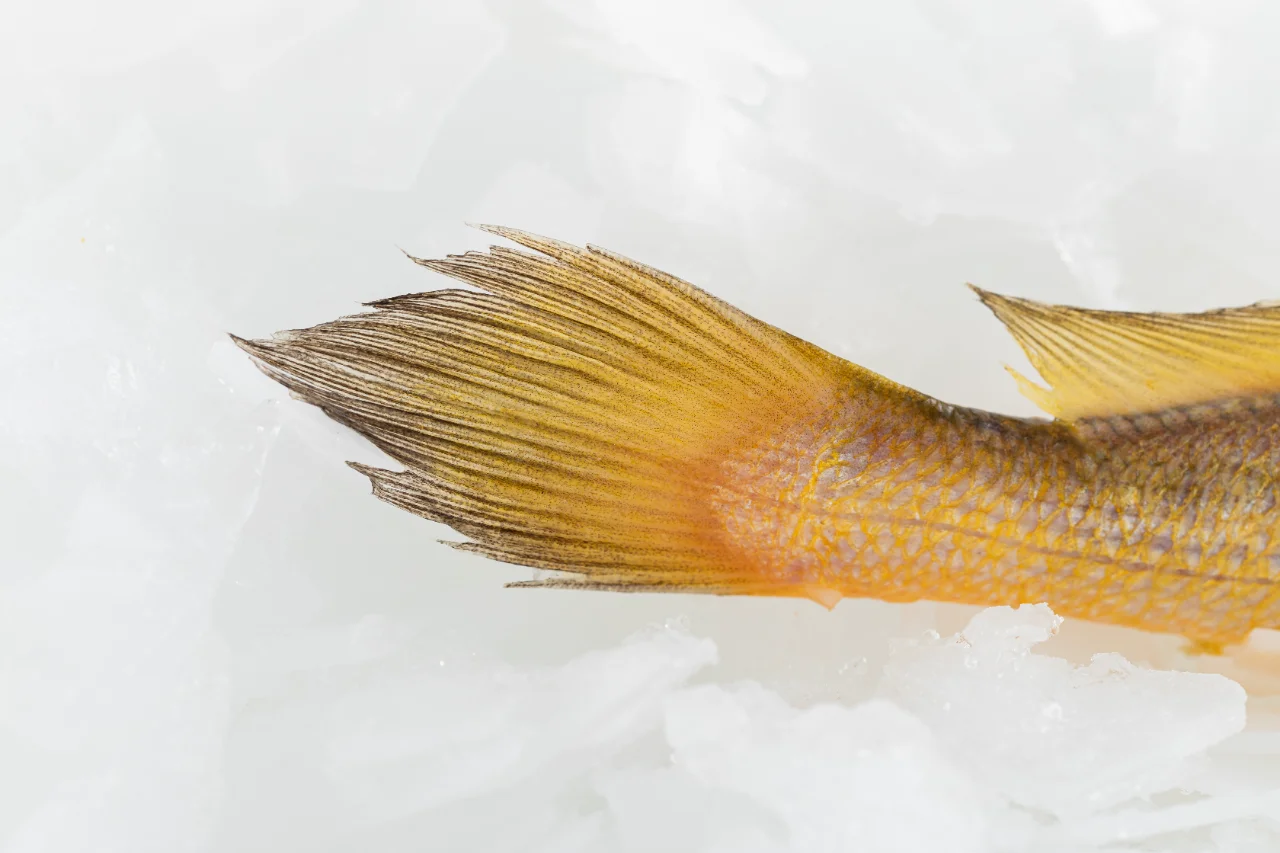 黄渔国丨野生黄鱼