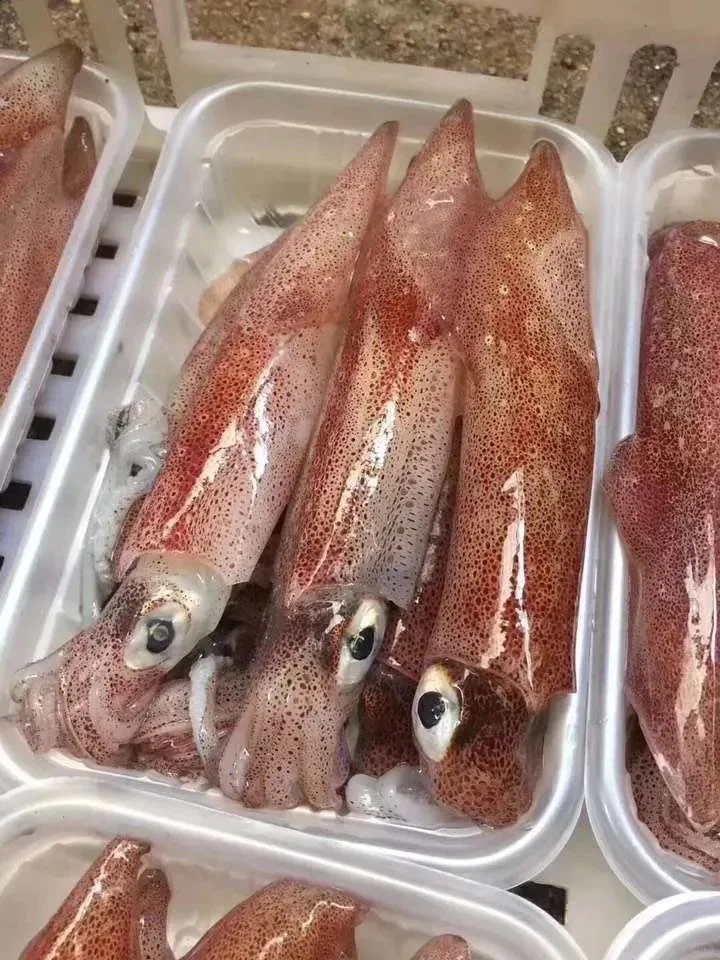 印尼将海产重点对象转向鱿鱼并积极向中国出