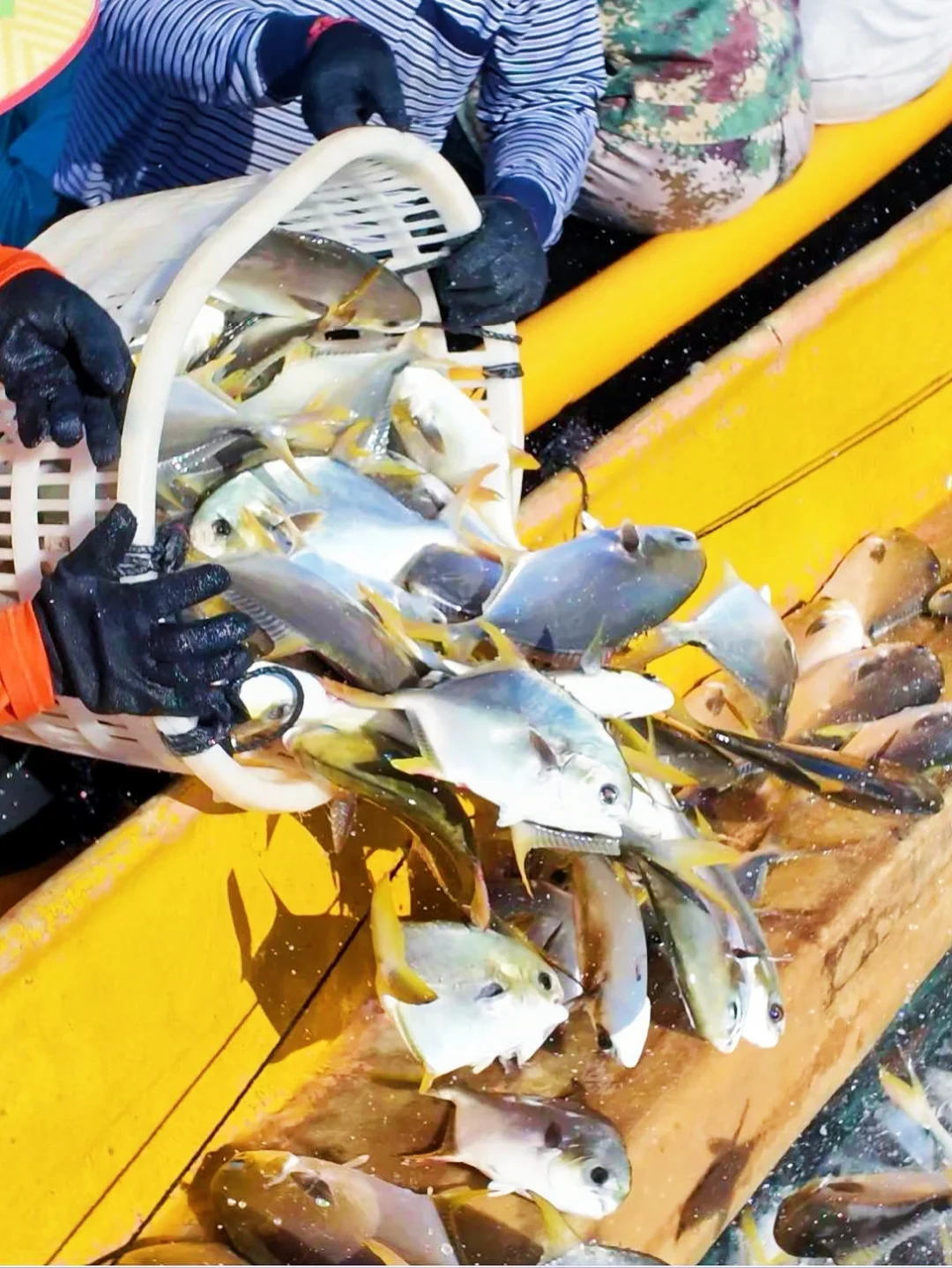 镜头下的金鲳鱼捕捞现场