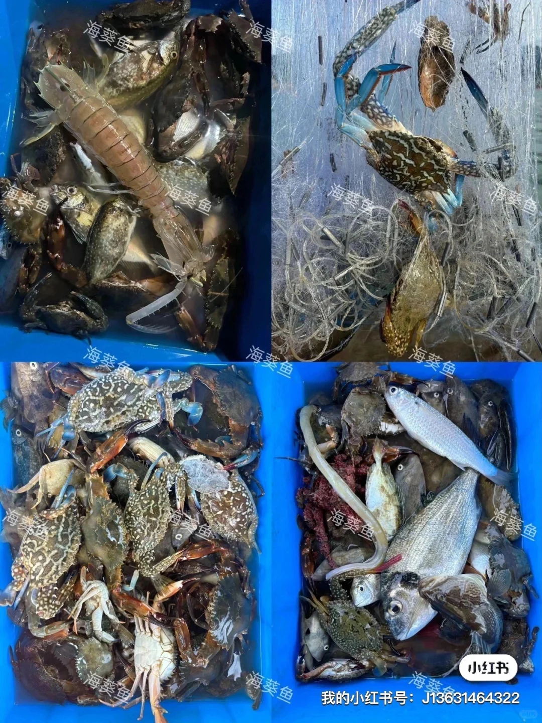 🌟50块钱在南澳岛能干嘛？出海捕鱼呀，超