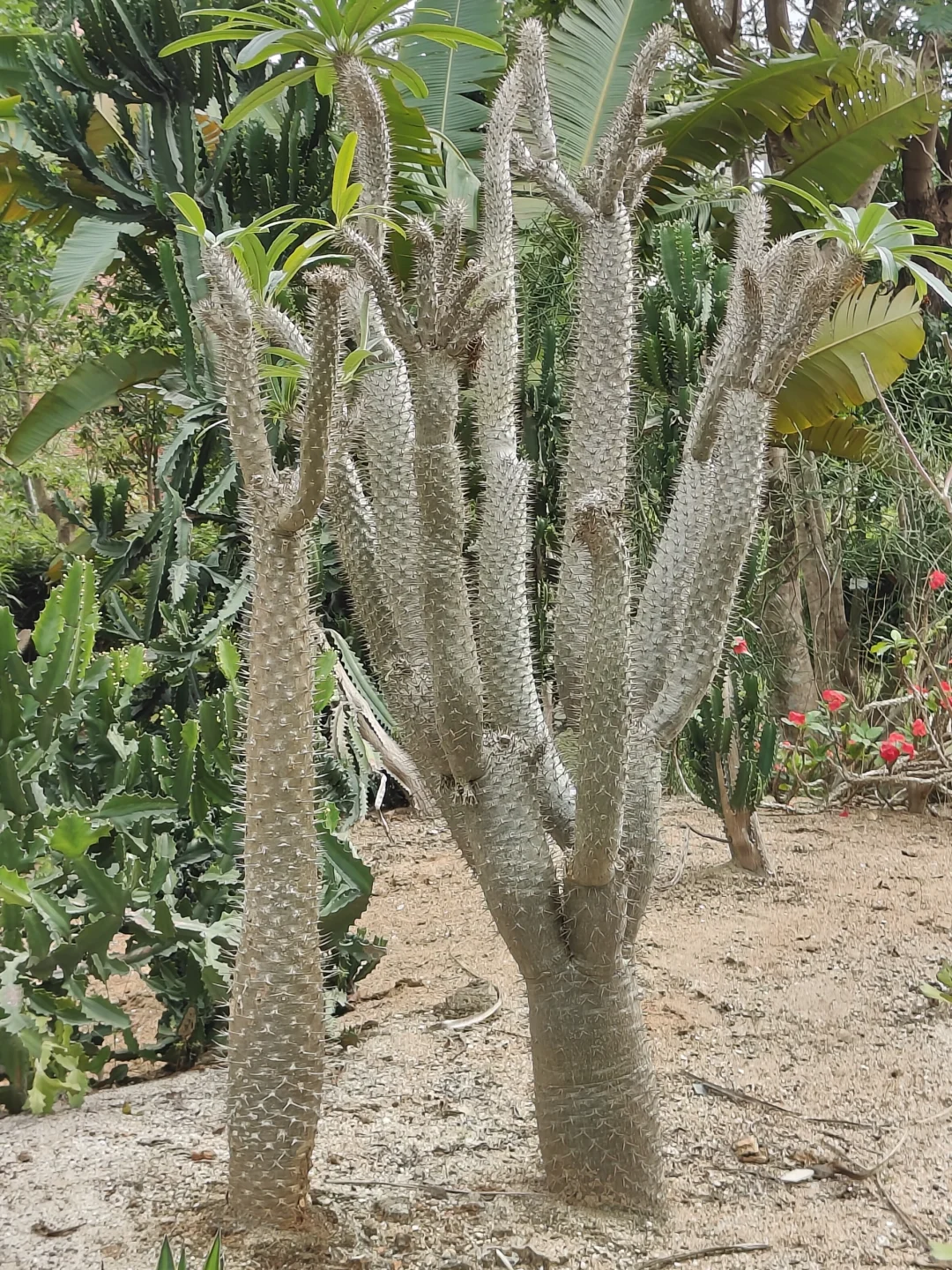 海口热带农业科技博览园一日游 🌴