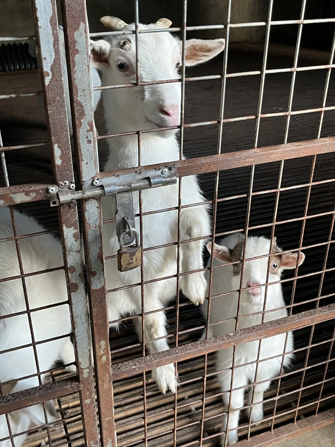 秋冬的幸福是柴火炉给的