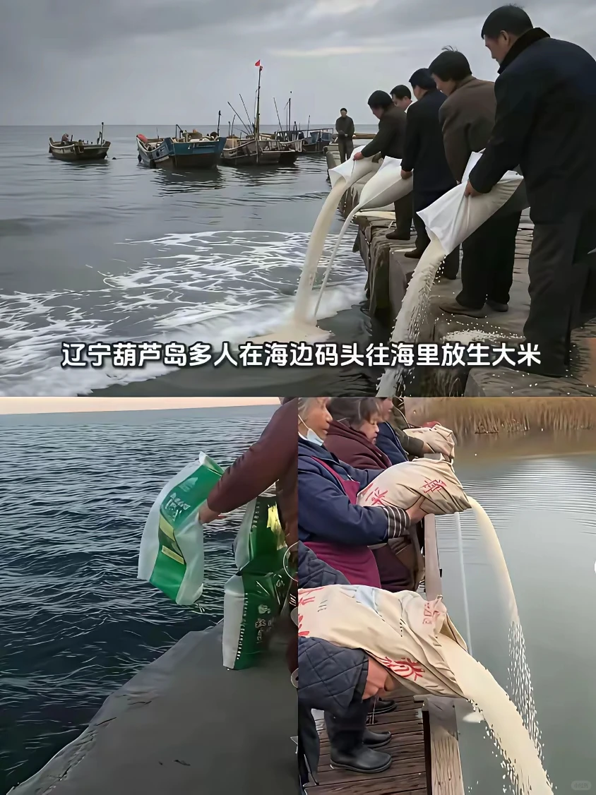 辽宁葫芦岛多人在海边码头往海里放生大米！