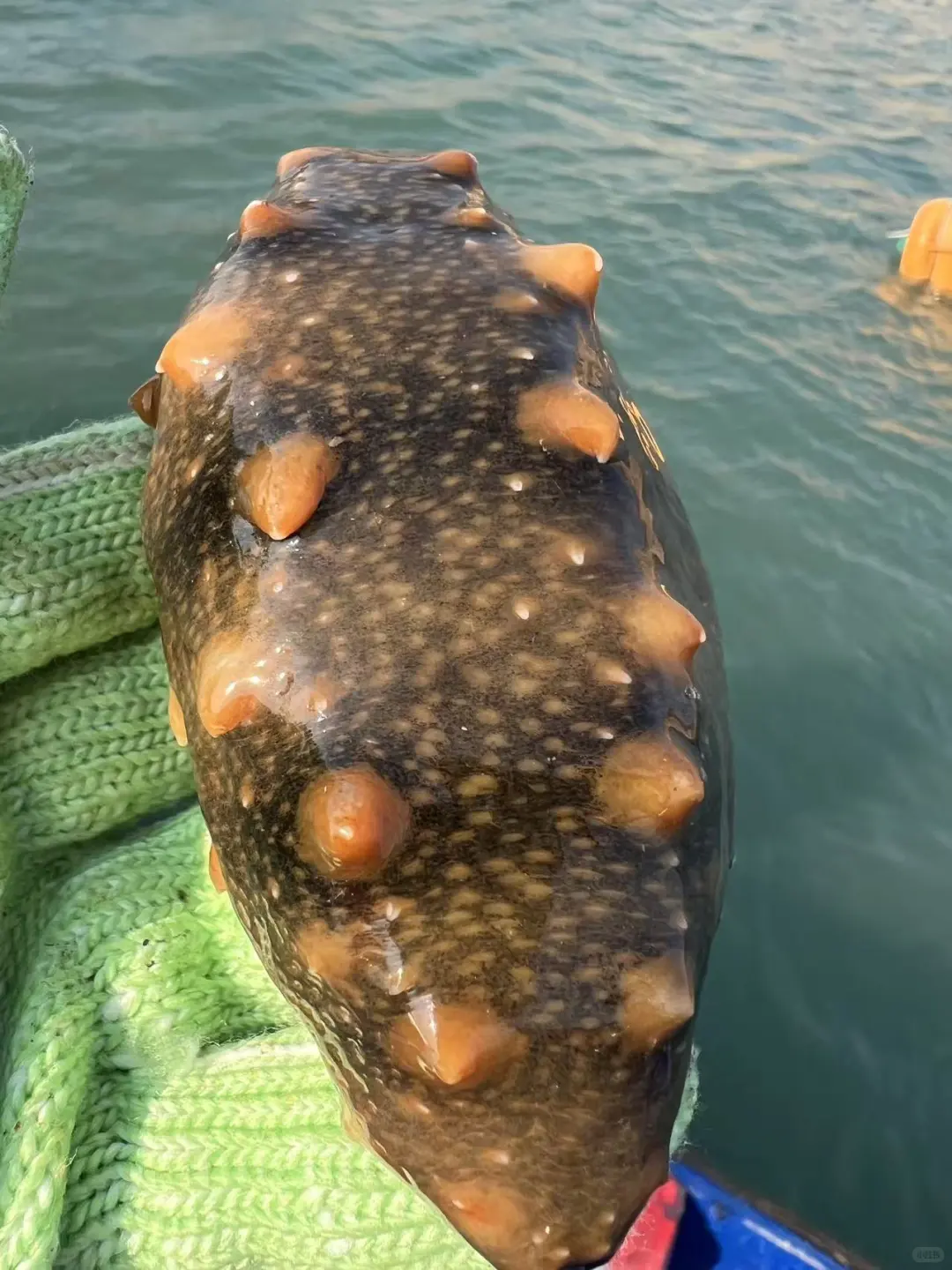 活海参原来长这样🤭围观捕捞现场！