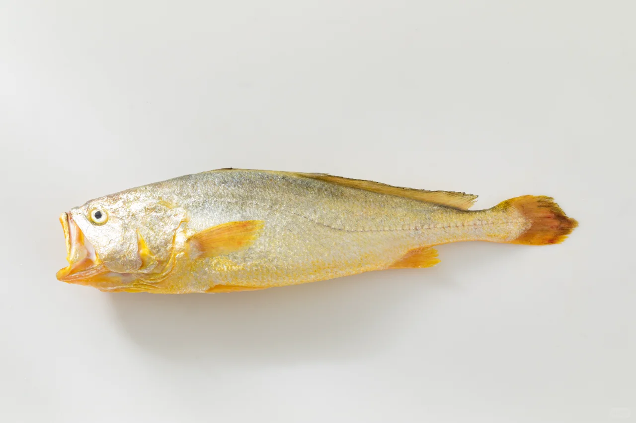 黄渔国丨野生黄鱼