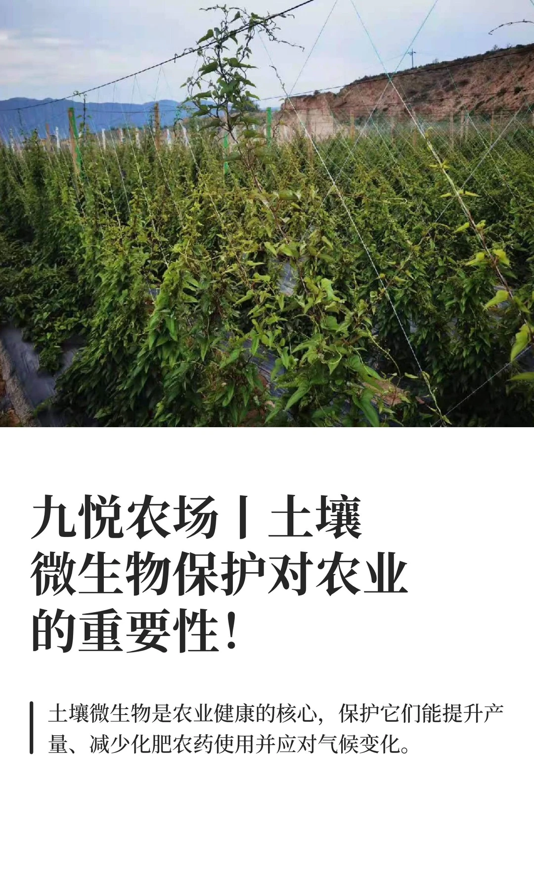 九悦农场丨土壤微生物保护对农业的重要性！