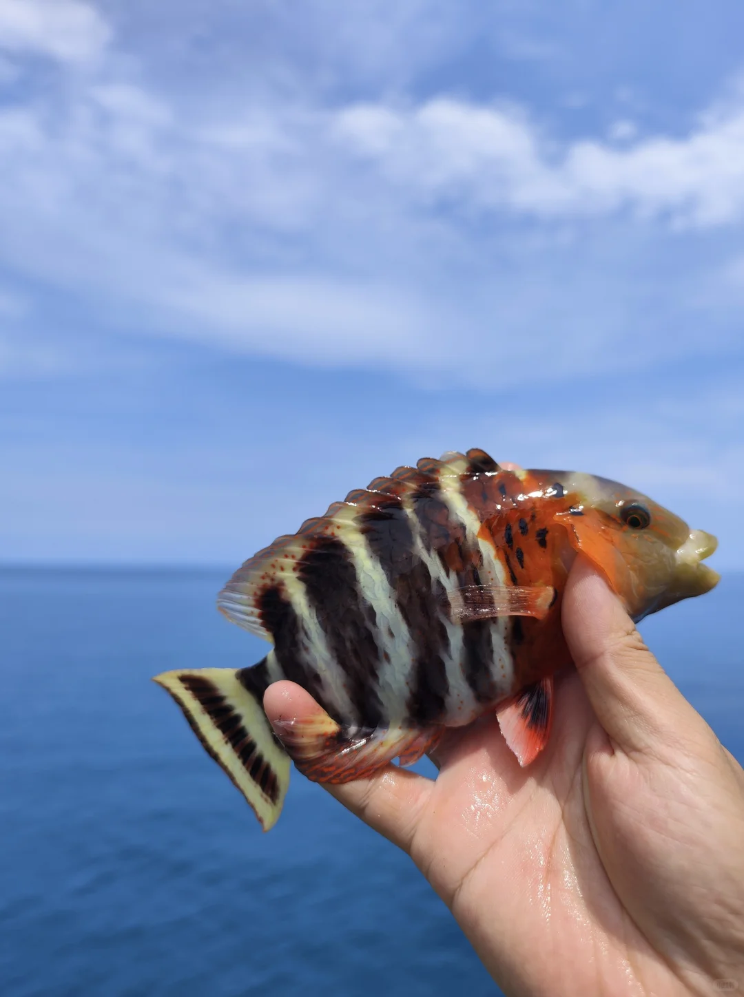 福钓新一年|我在西沙群岛记录的美丽鱼类