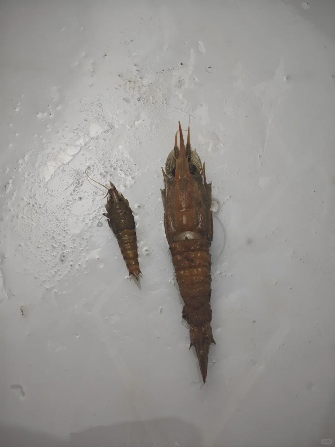 南海深水采集11 200-500米