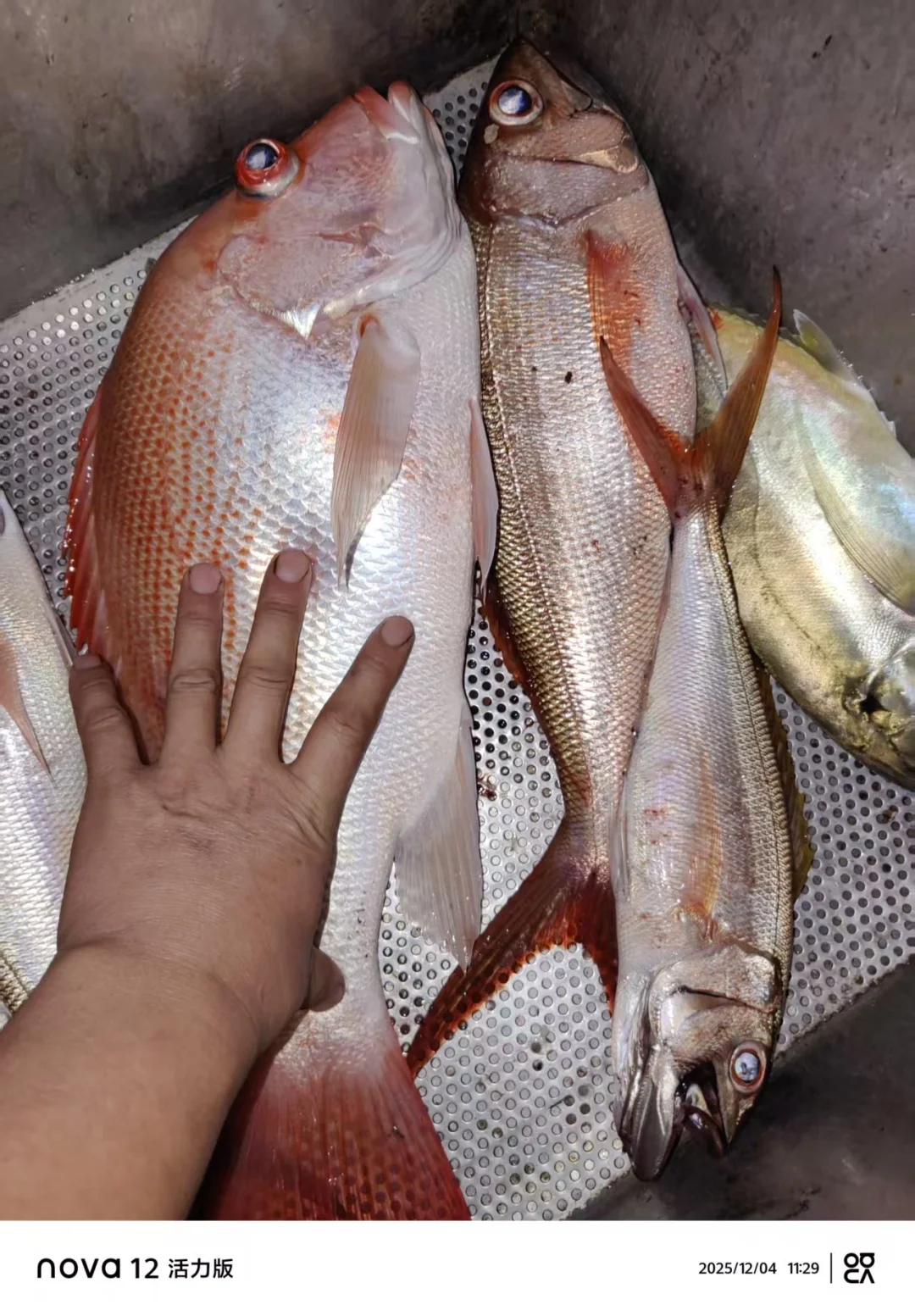 南太平洋的“香烟渔业”：一根烟，换一尾。