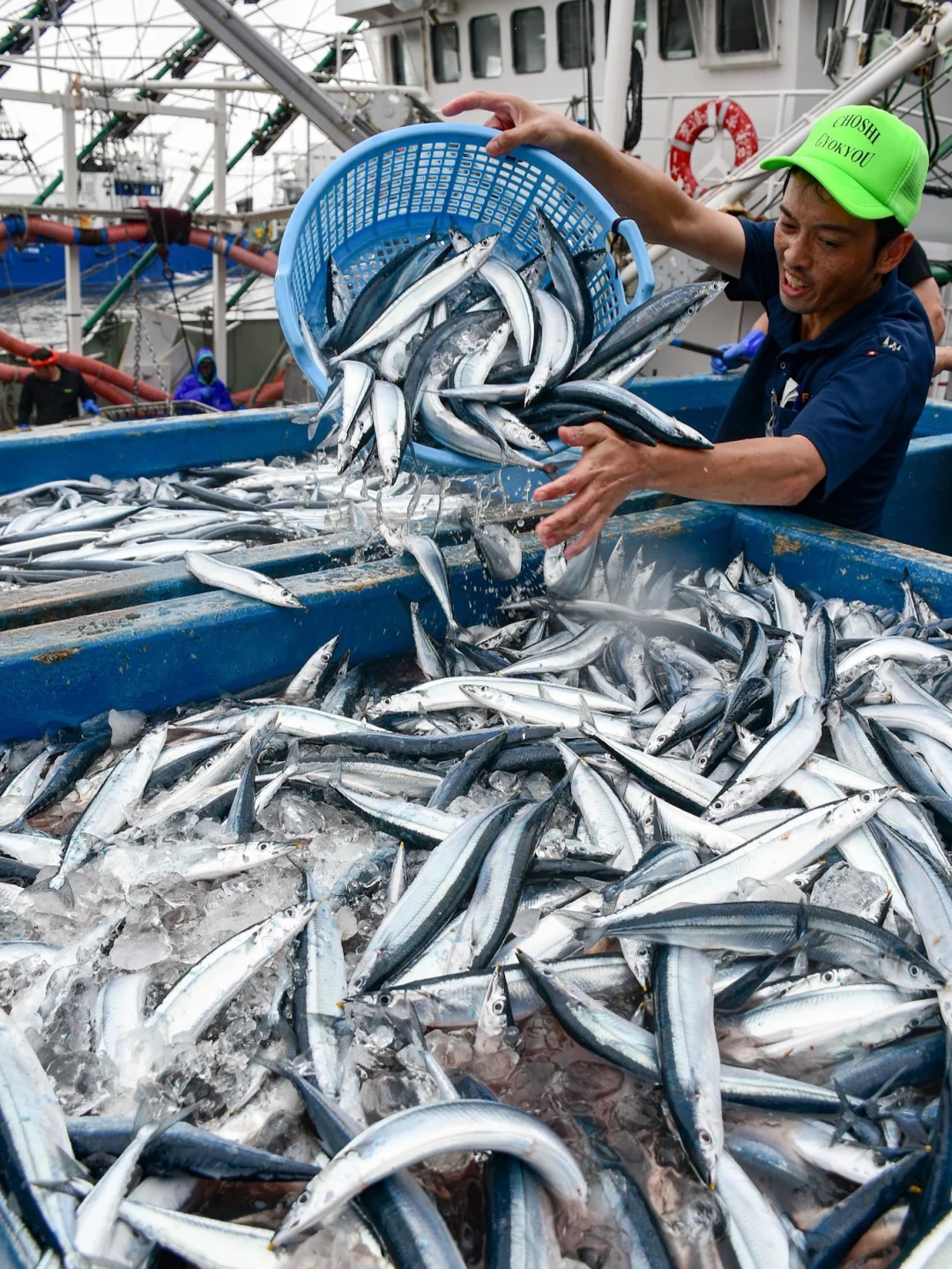 今年的鱼情太好了 秋刀鱼真系好肥好肥好肥