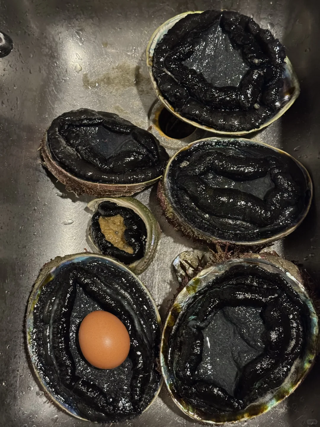 在新西兰赶海抓黑金鲍吃到爽是什么体验！