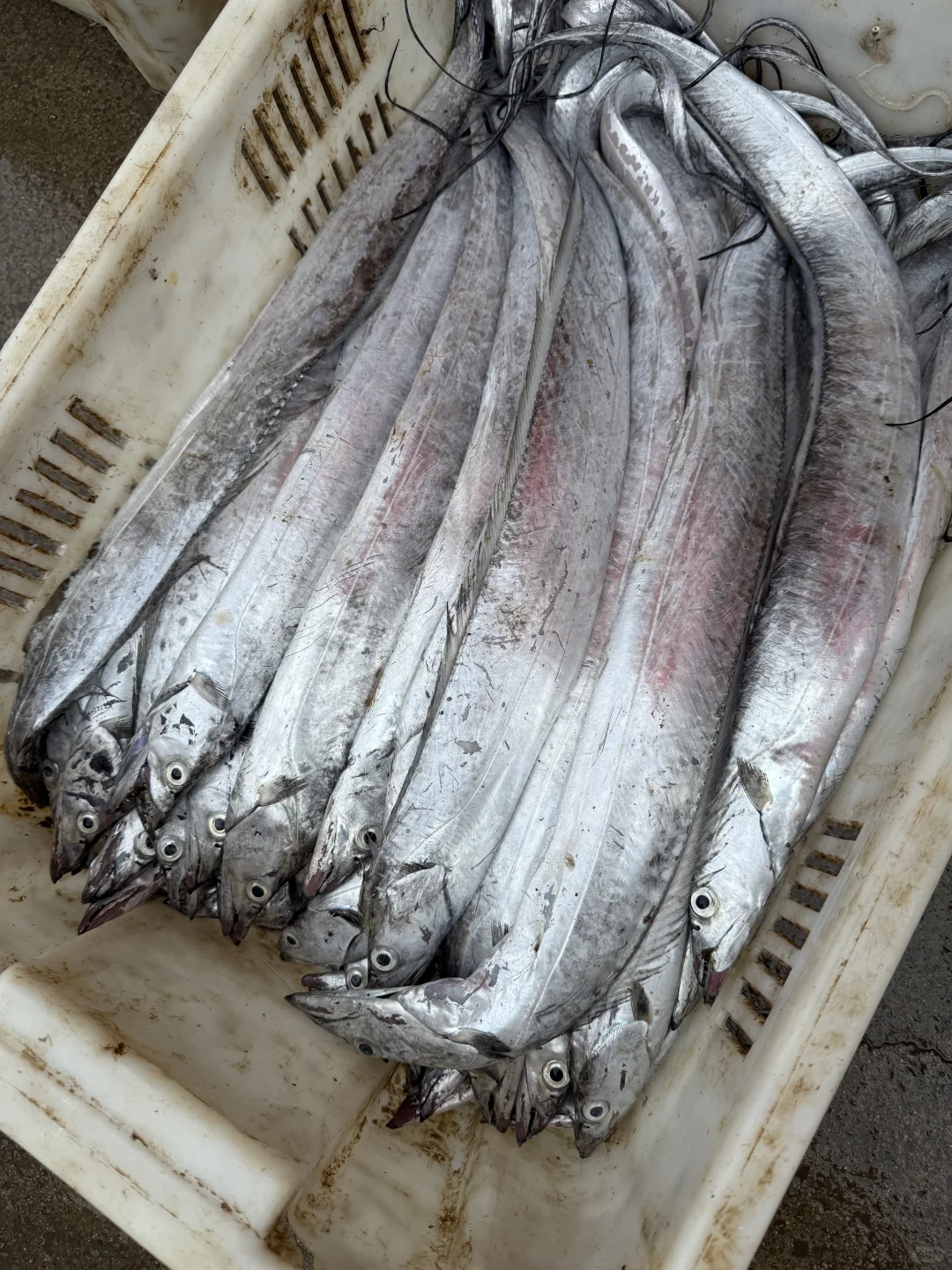 渔船到港！渔获满🈵……