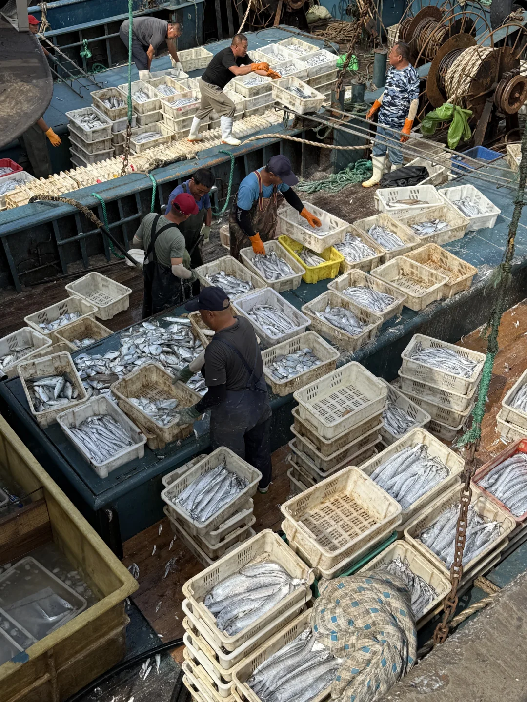 渔船到港！渔获满🈵……