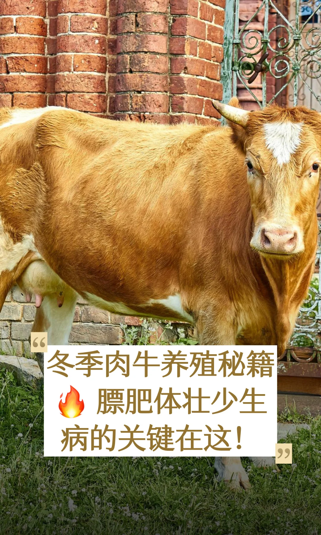 冬季肉牛养殖秘籍🔥 膘肥体壮少生病的关