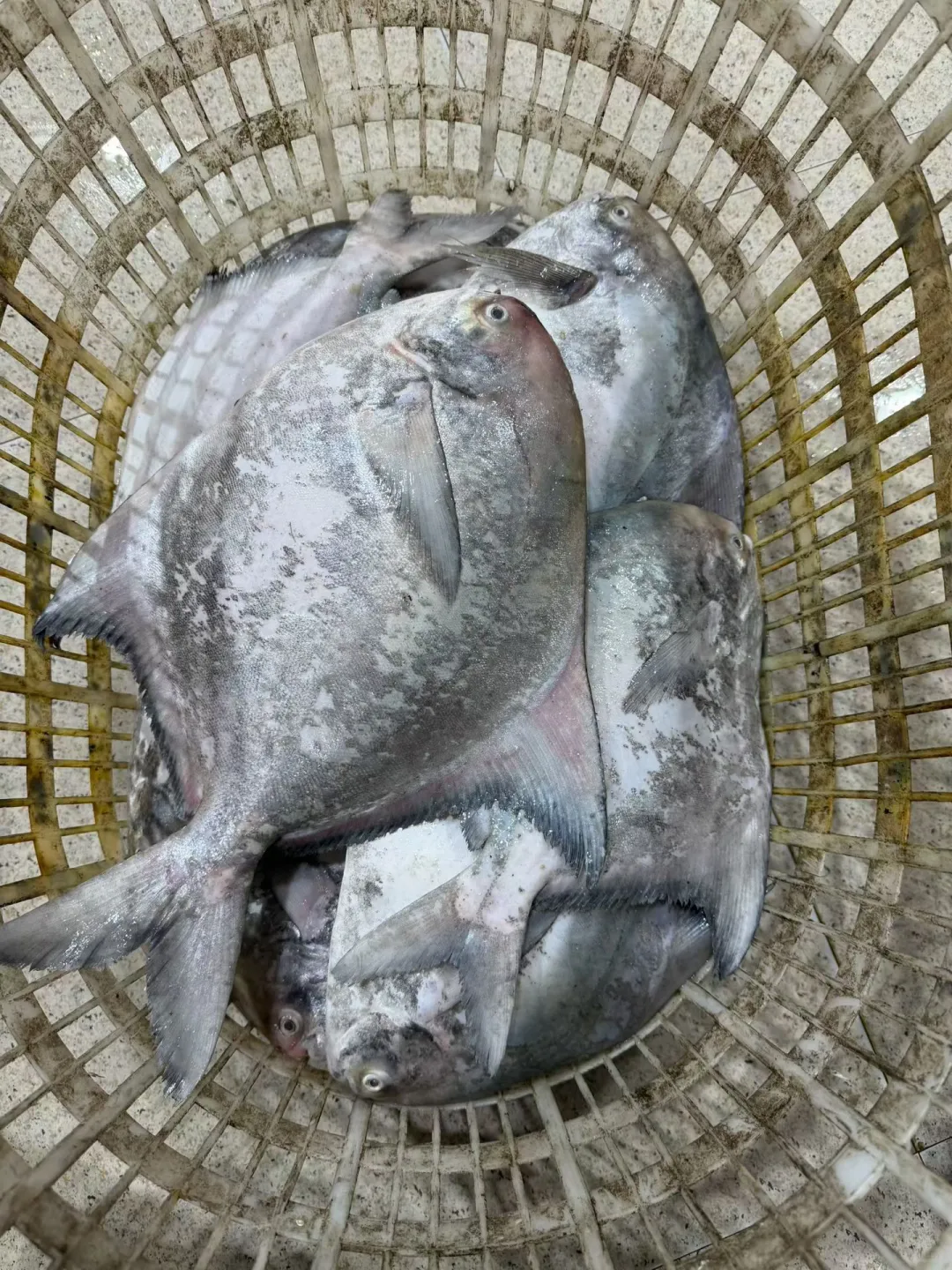 当了三十几年的祥芝人还不懂得这些鱼，笑死