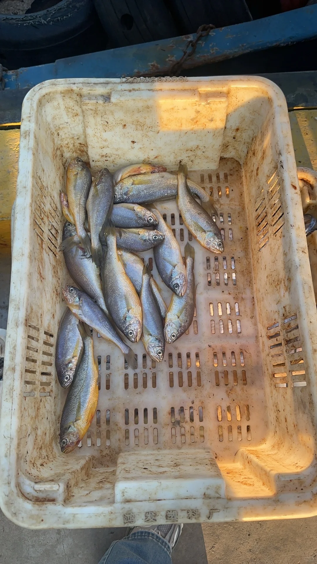 渔船靠港，满载而归～