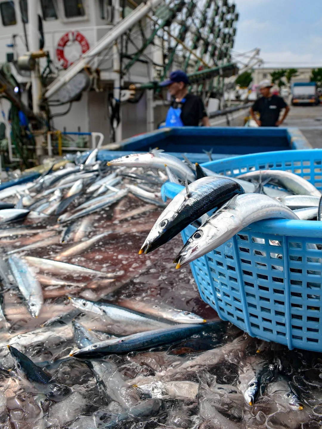 今年的鱼情太好了 秋刀鱼真系好肥好肥好肥
