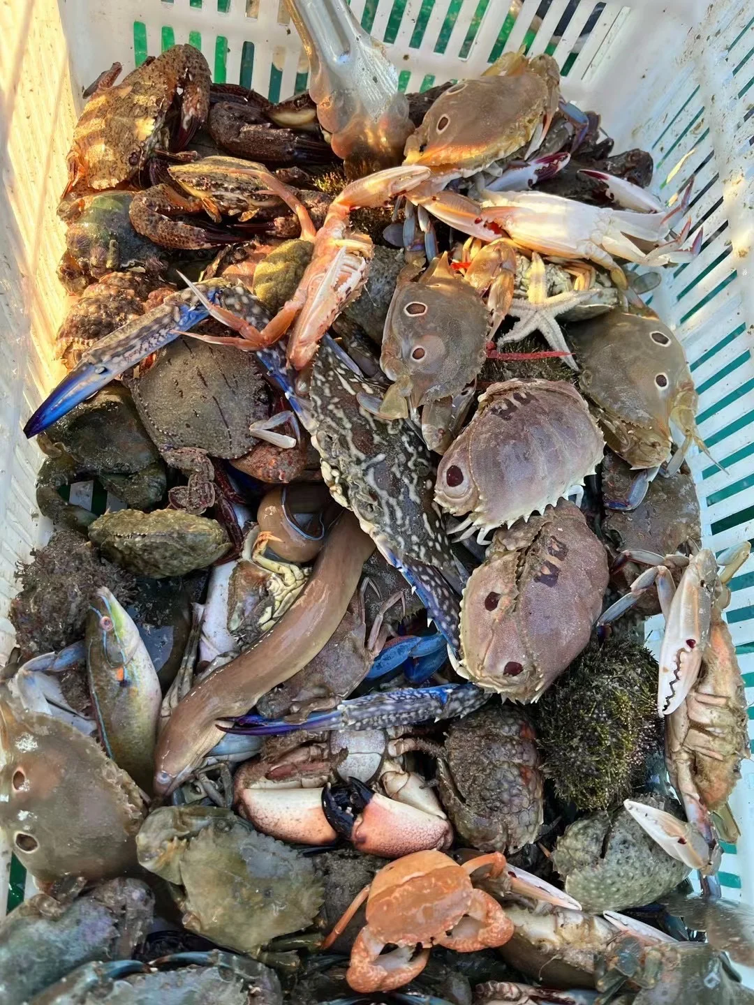 陵水的海里真有点东西