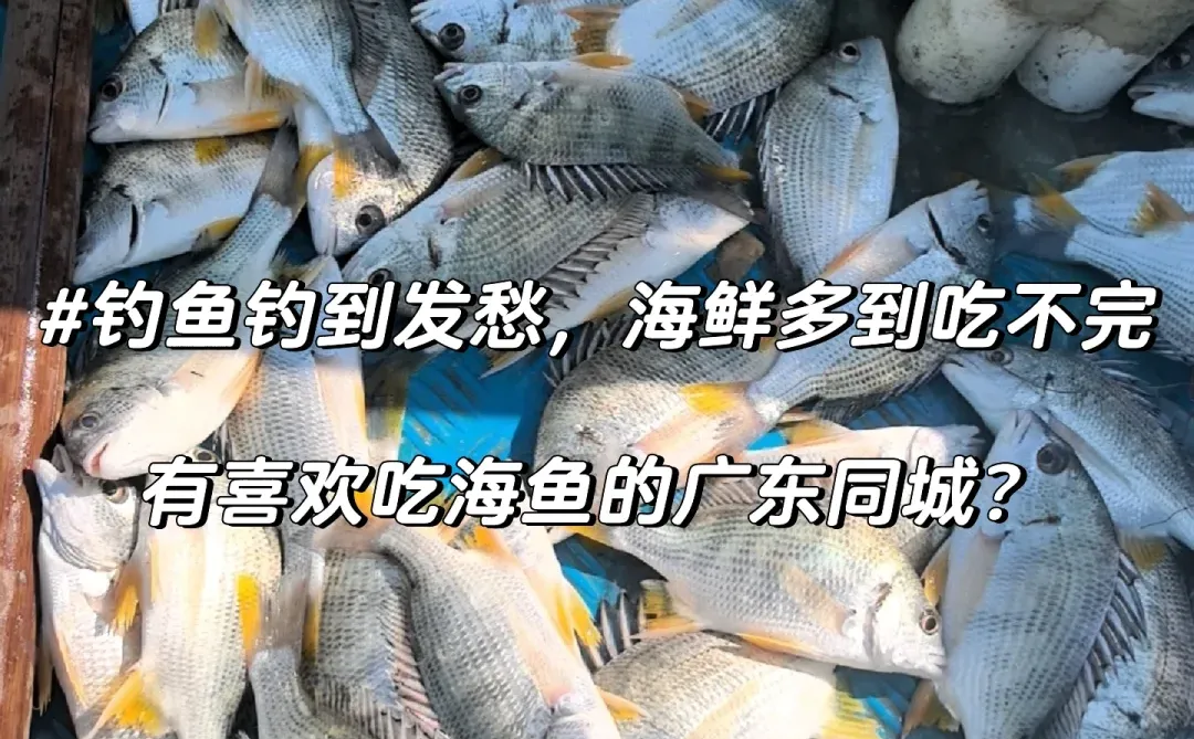 钓鱼钓到发愁海鱼多到吃不完广东邻居要吃？