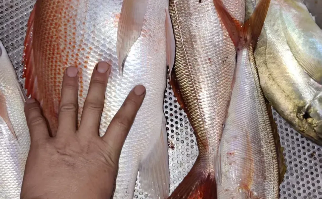 南太平洋的“香烟渔业”：一根烟，换一尾。