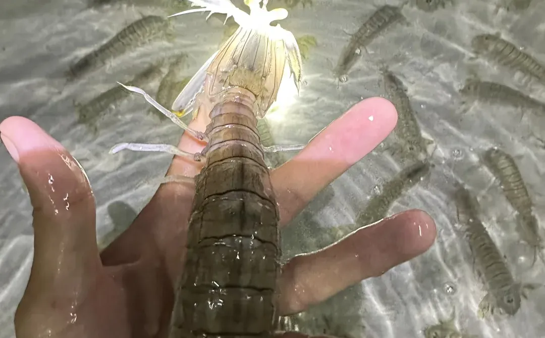 渔船回港啦！渔民出海捕鱼日常生活