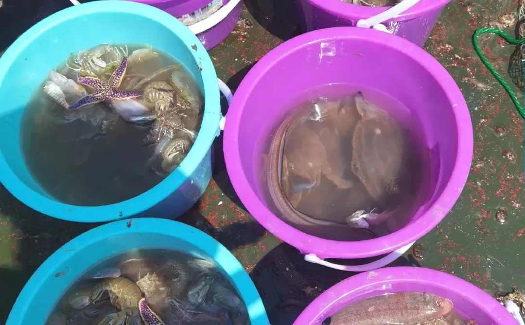 日照出海捕鱼攻略