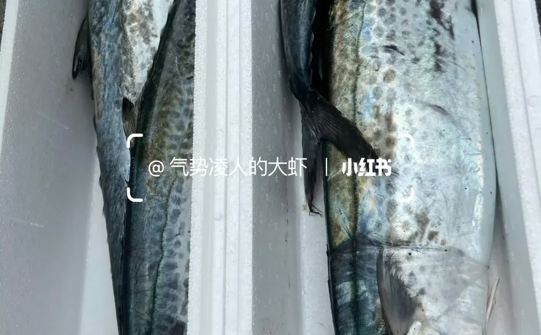 鲅鱼是青岛海鲜的代表之一