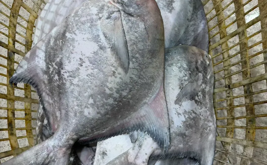 当了三十几年的祥芝人还不懂得这些鱼，笑死