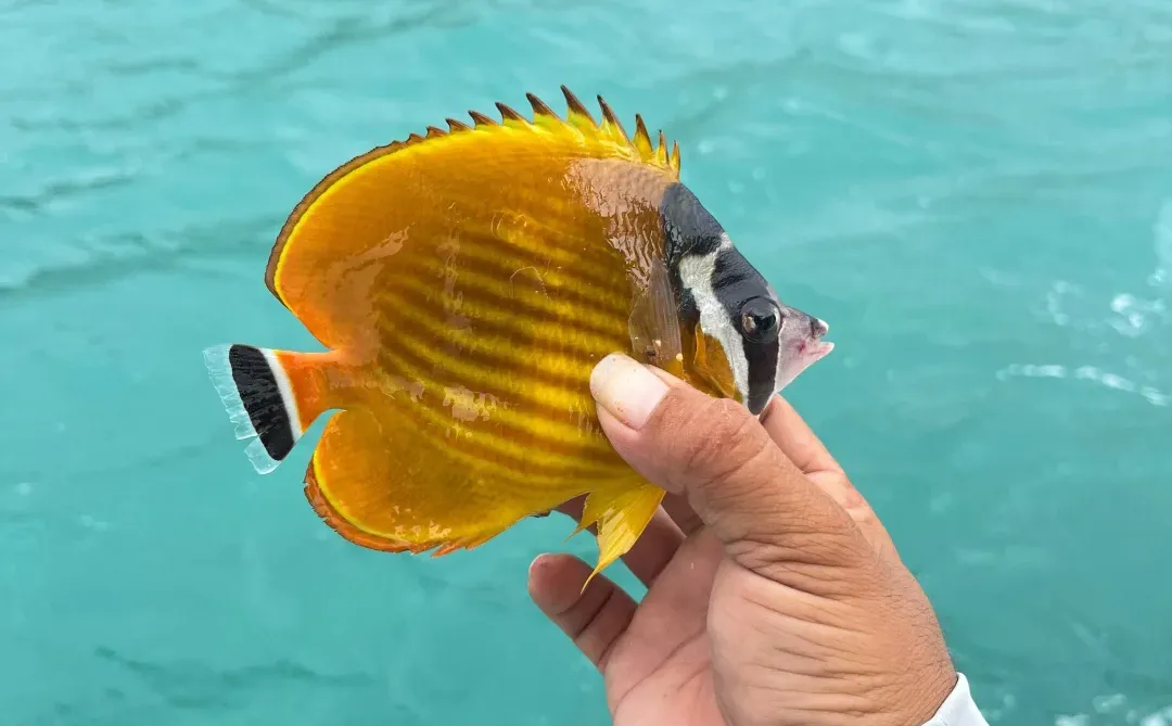 三亚海钓实况，今天钓到蝴蝶鱼啦～