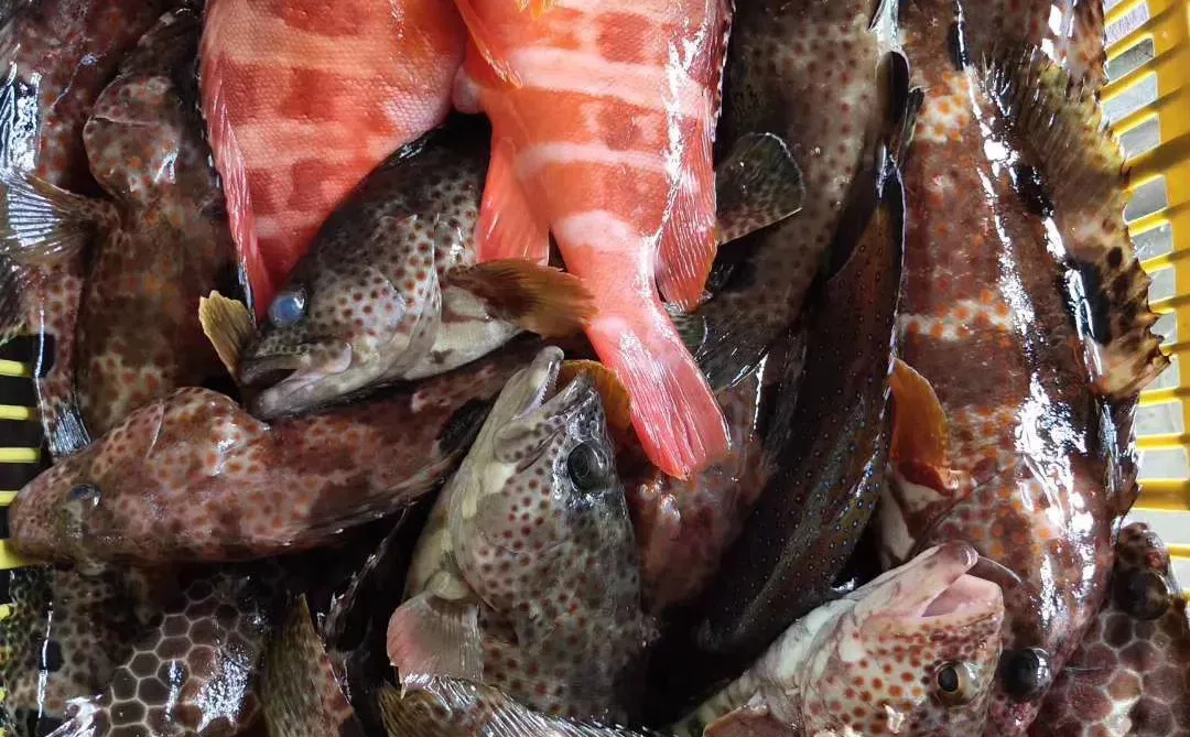 陵水的海里真有点东西