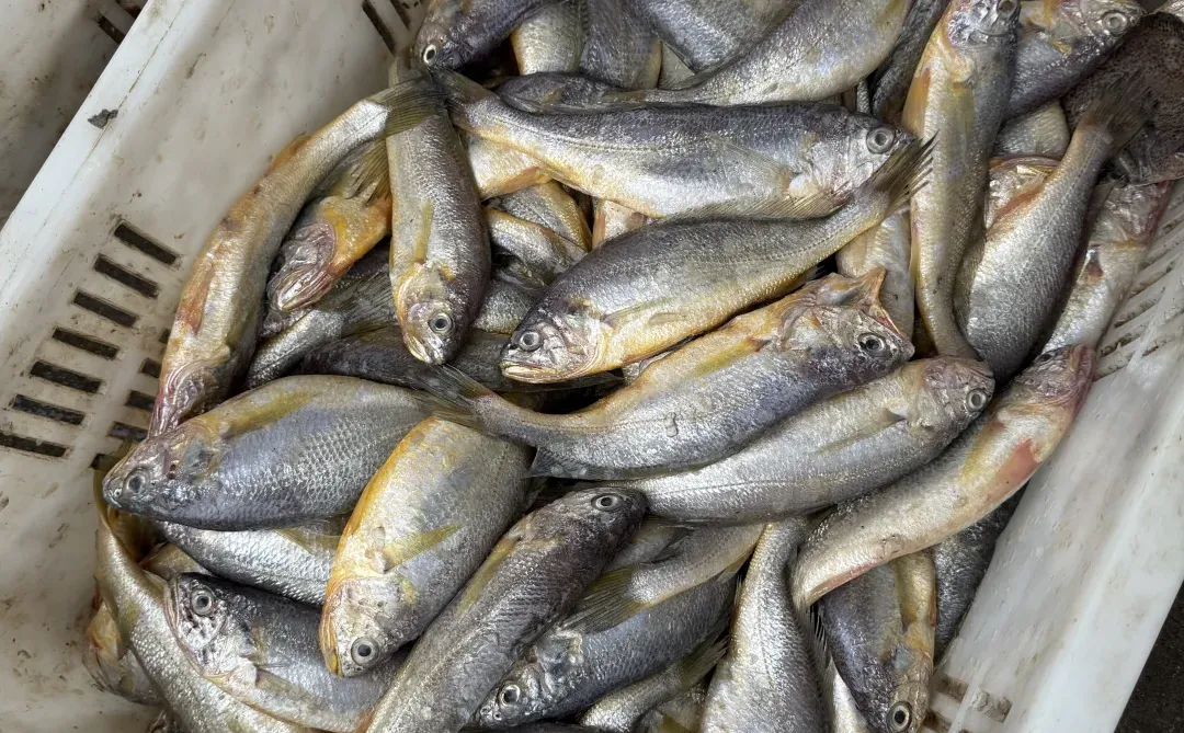 渔船到港！渔获满🈵……