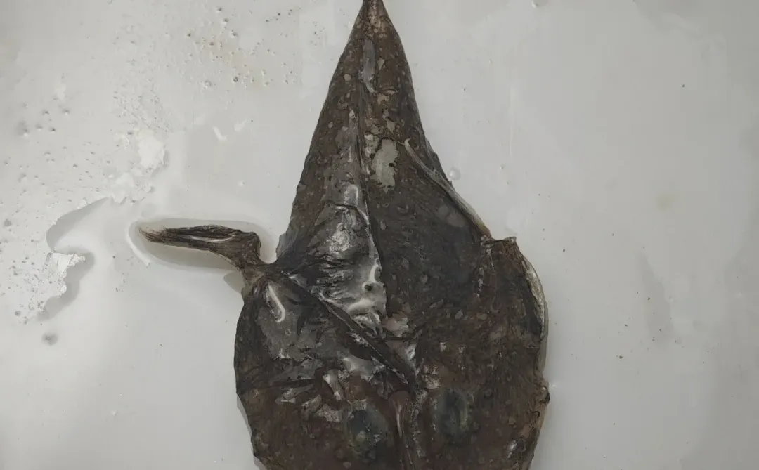 南海深水采集11 200-500米