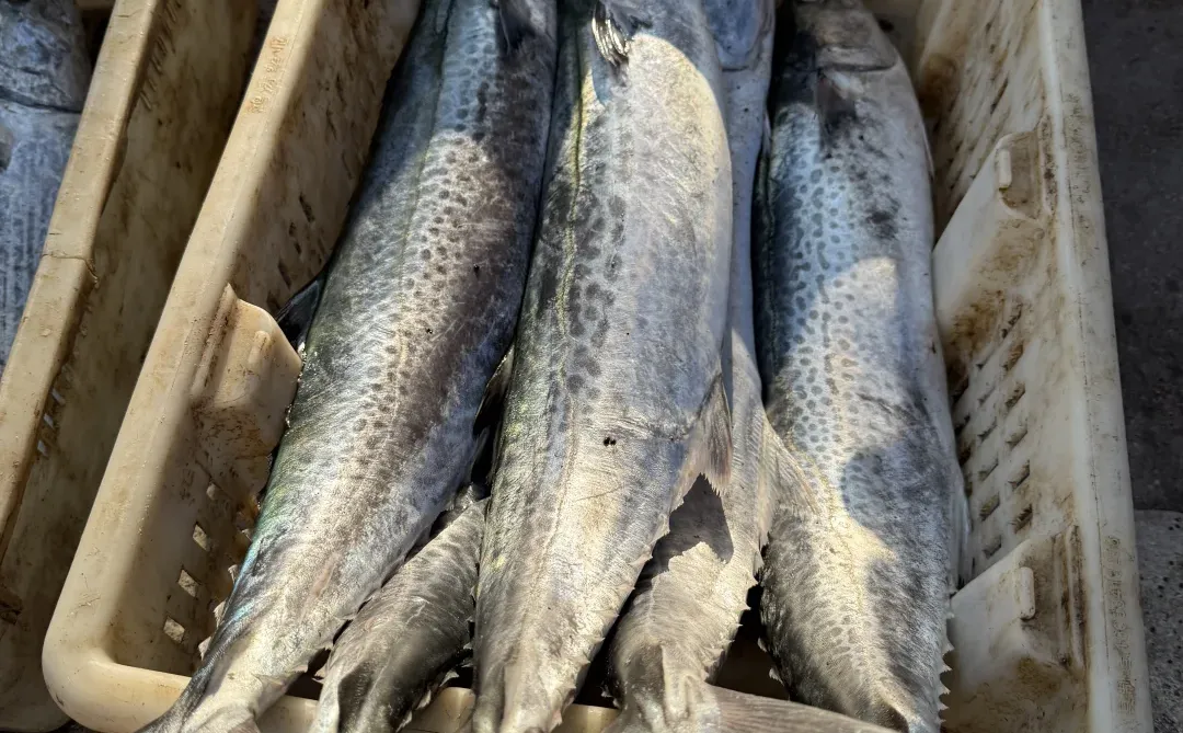 渔船靠岸，渔获满满！想吃的🙋🏻‍♀️