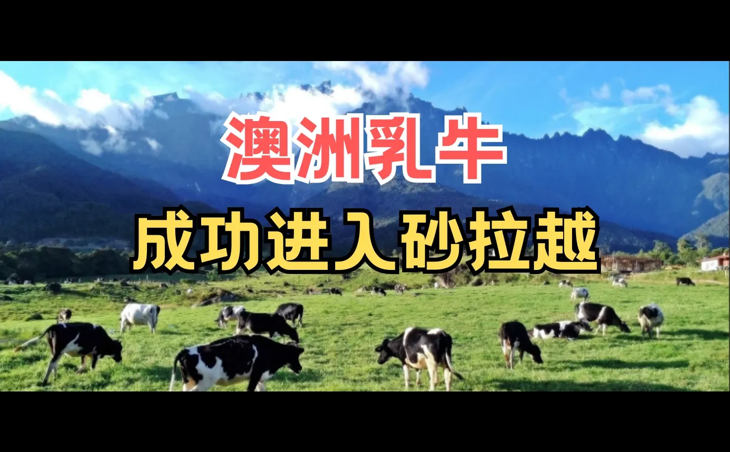 砂拉越也有澳洲牛了?