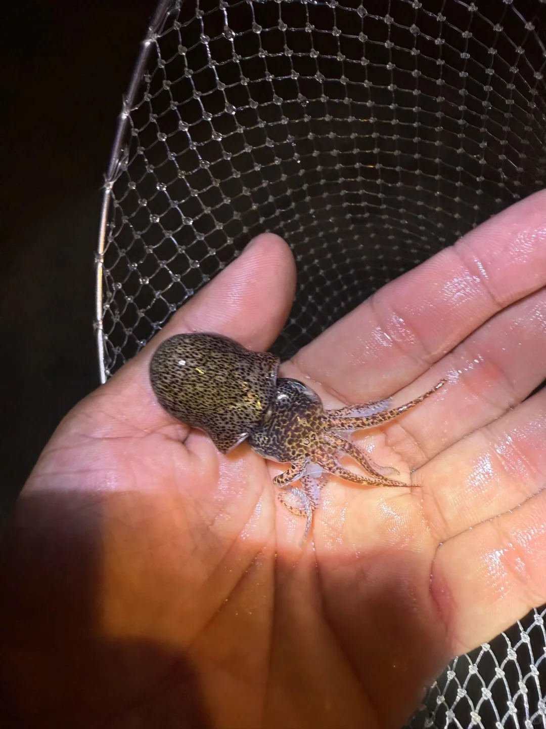 陵水的海里真有点东西