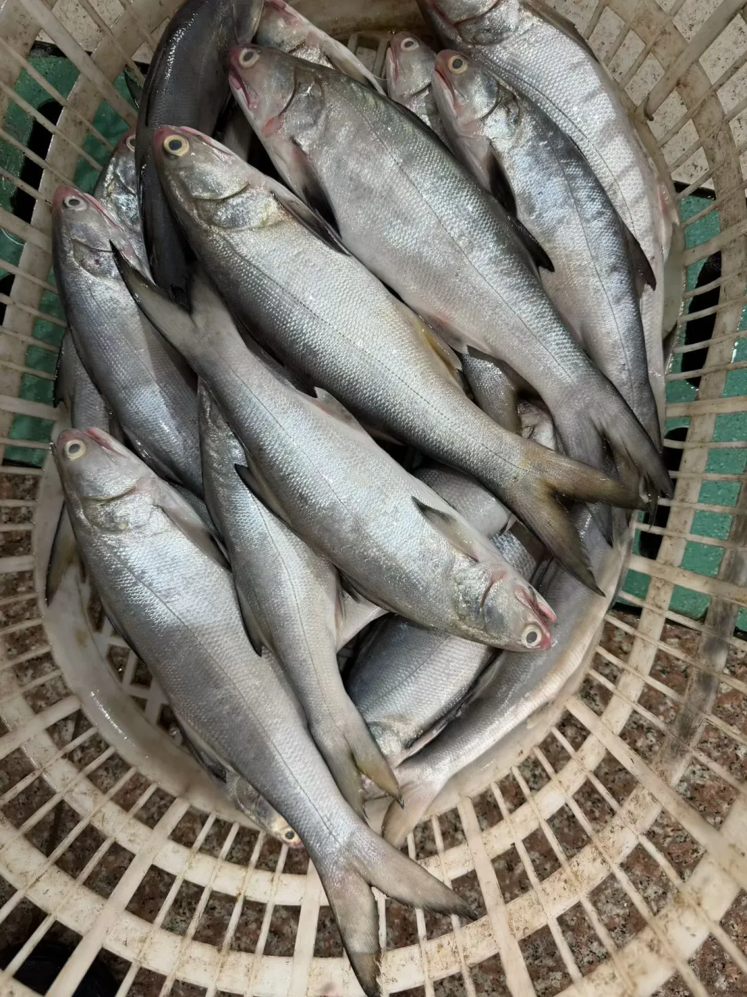 当了三十几年的祥芝人还不懂得这些鱼，笑死