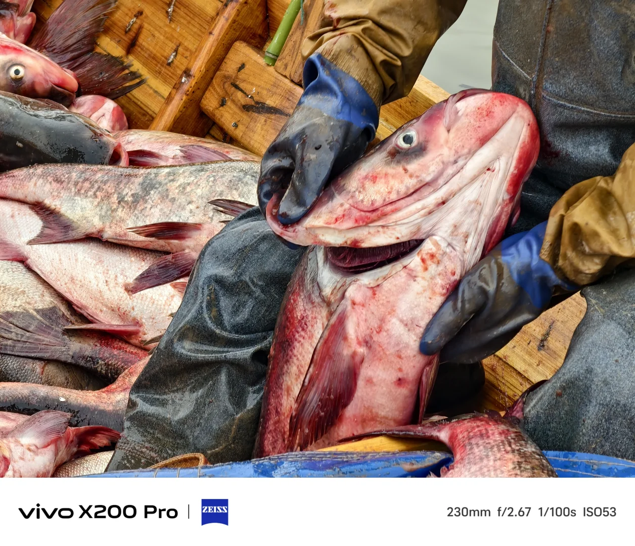 开湖啦！渔村又热闹起来了