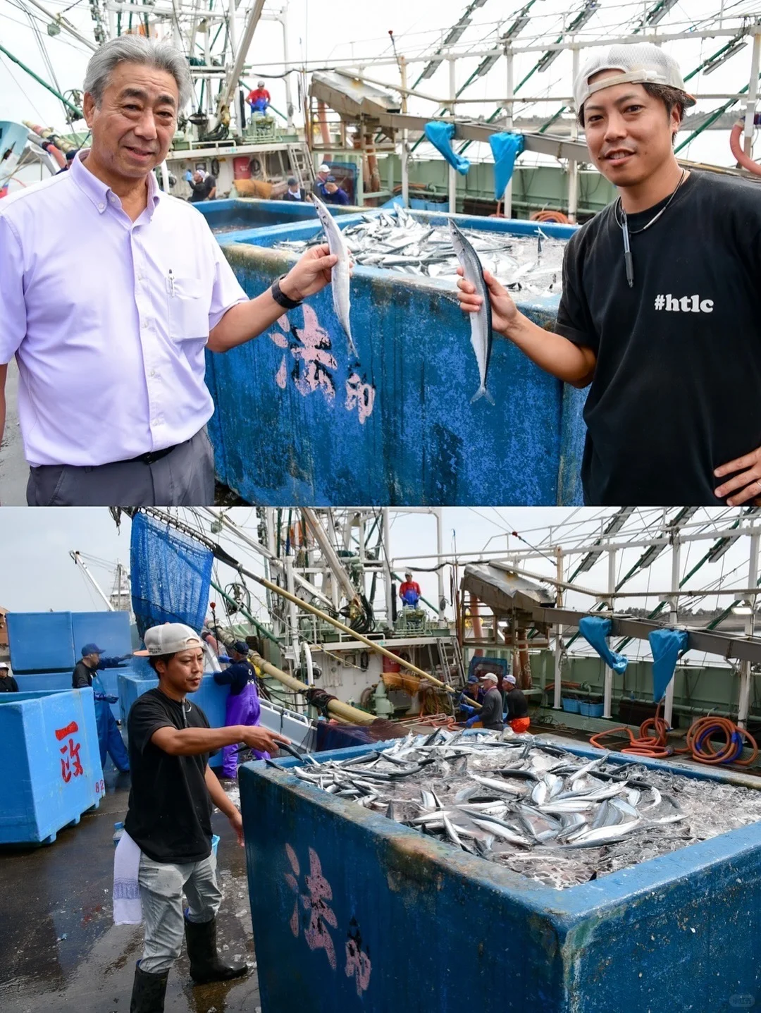 今年的鱼情太好了 秋刀鱼真系好肥好肥好肥