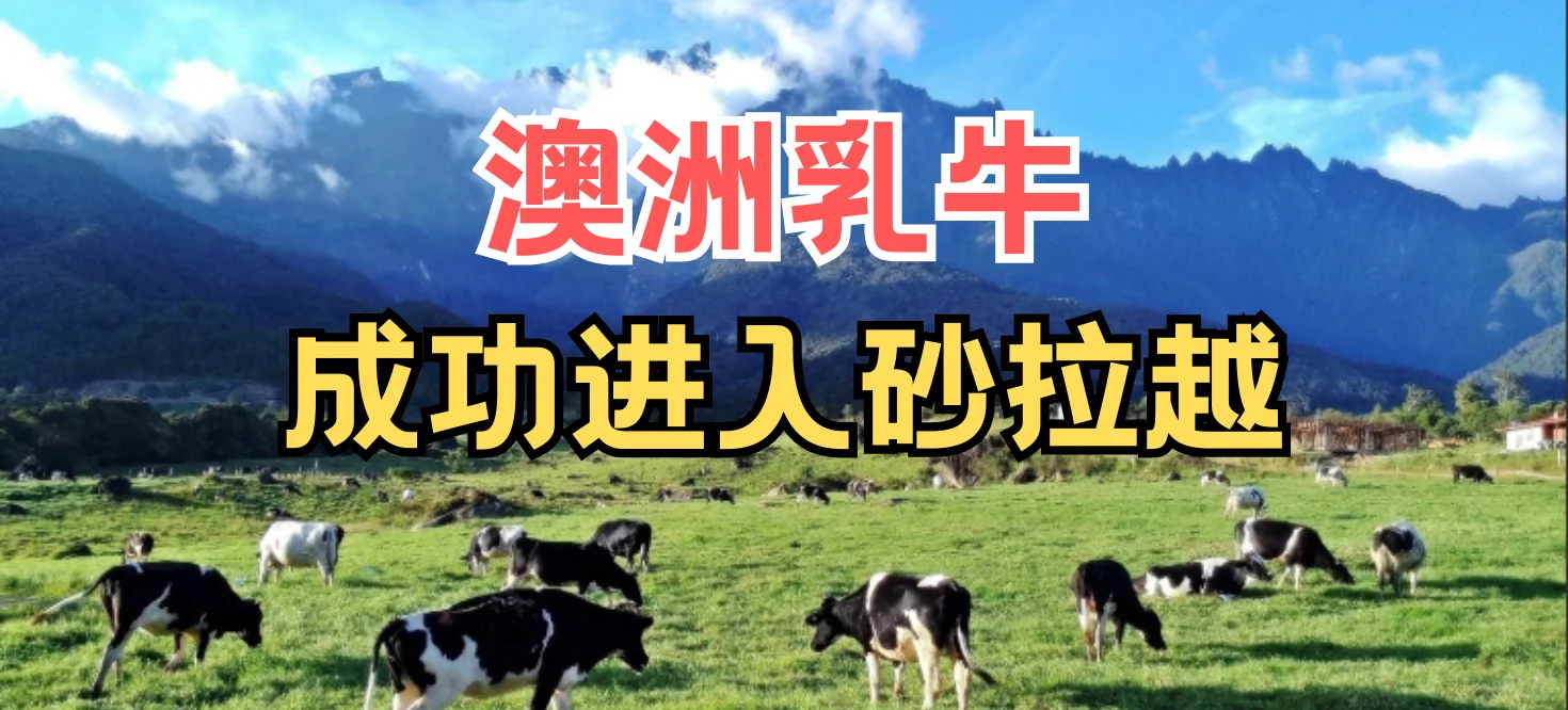 砂拉越也有澳洲牛了?