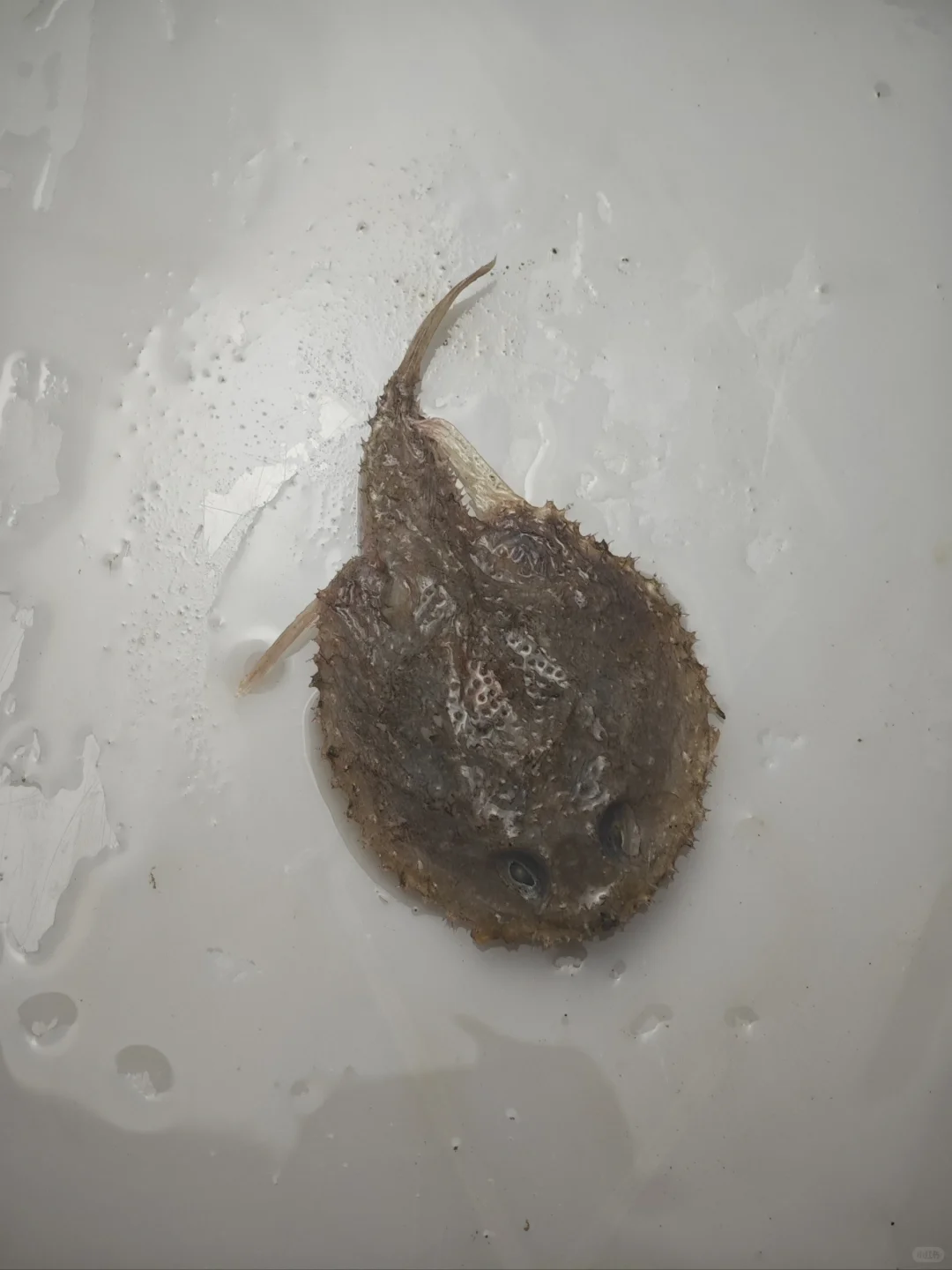 南海深水采集11 200-500米