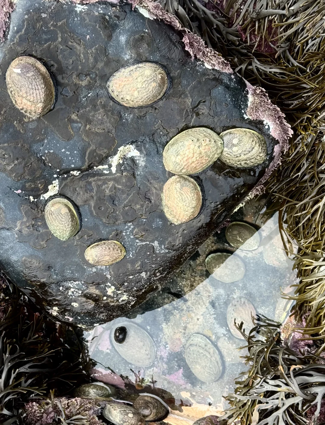 在新西兰赶海抓黑金鲍吃到爽是什么体验！