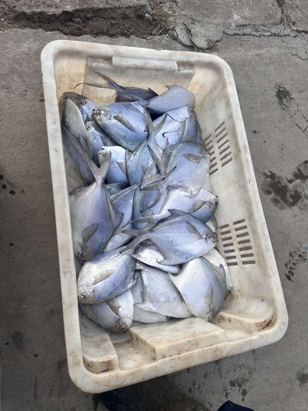 渔船靠港，满载而归～