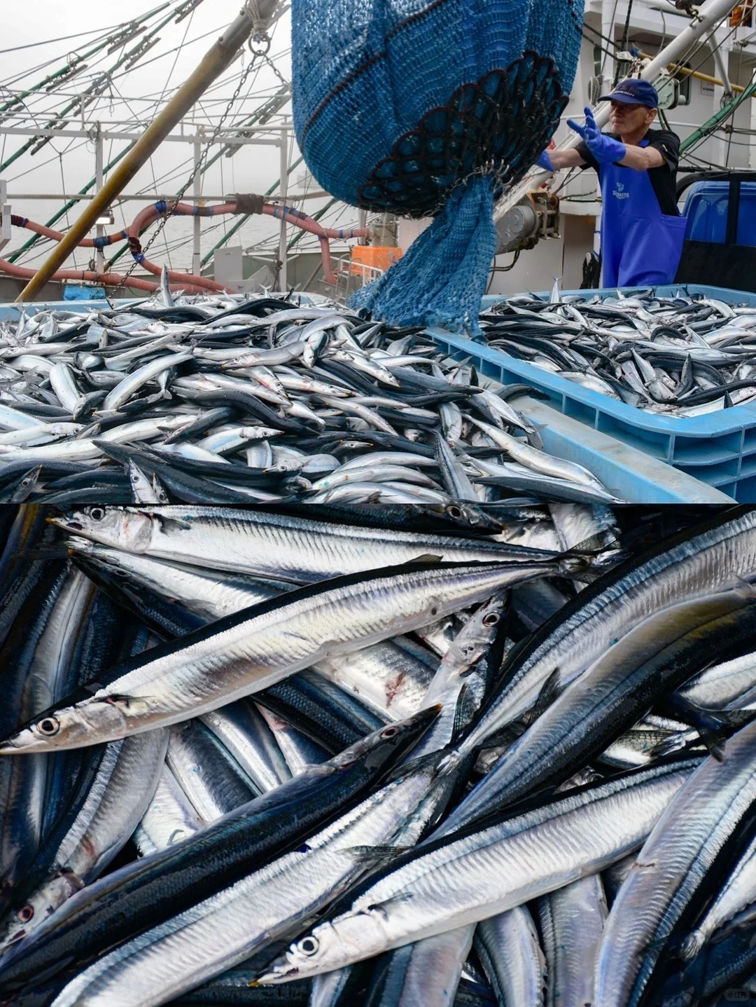 今年的鱼情太好了 秋刀鱼真系好肥好肥好肥