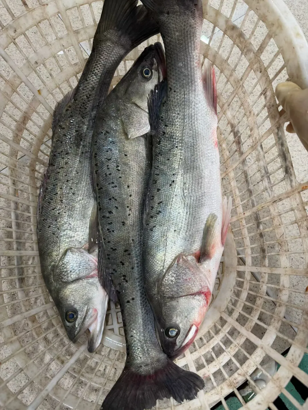当了三十几年的祥芝人还不懂得这些鱼，笑死