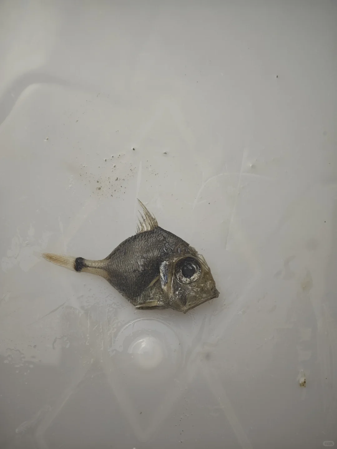 南海深水采集11 200-500米